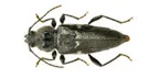 Boktor